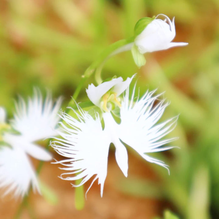 Radiata White Flower Seeds for Planting – Organic, Heirloom, Non-GMO Seeds