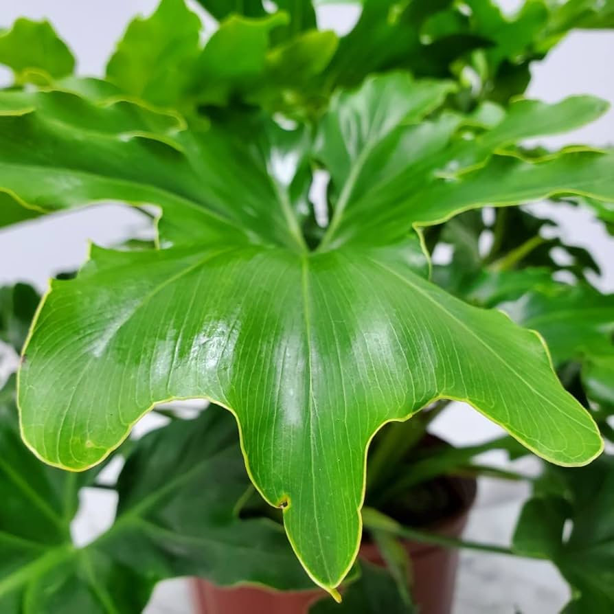 Grønne Philodendron plantefrø til udplantning - 100 stk