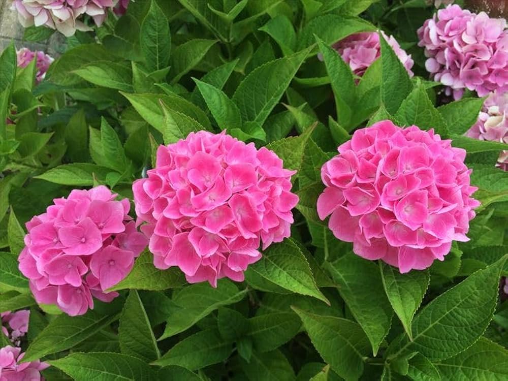 hydrangea paniculata flower seeds