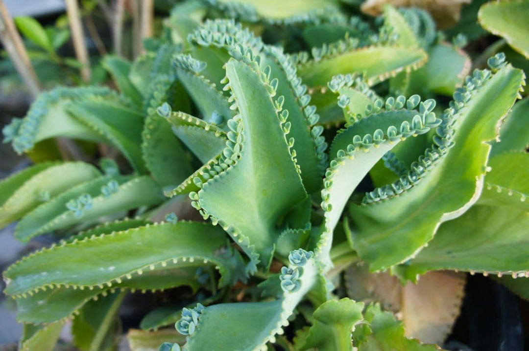succulent plant with seeds on leaves Kalanchoe Daigremontiana Seeds for Planting – Heirloom, Non-GMO, High Germination Indoor Succulent Seeds
