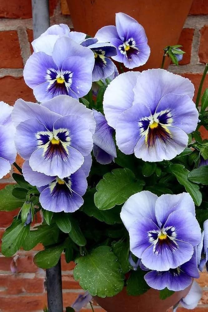blue blue flower seeds