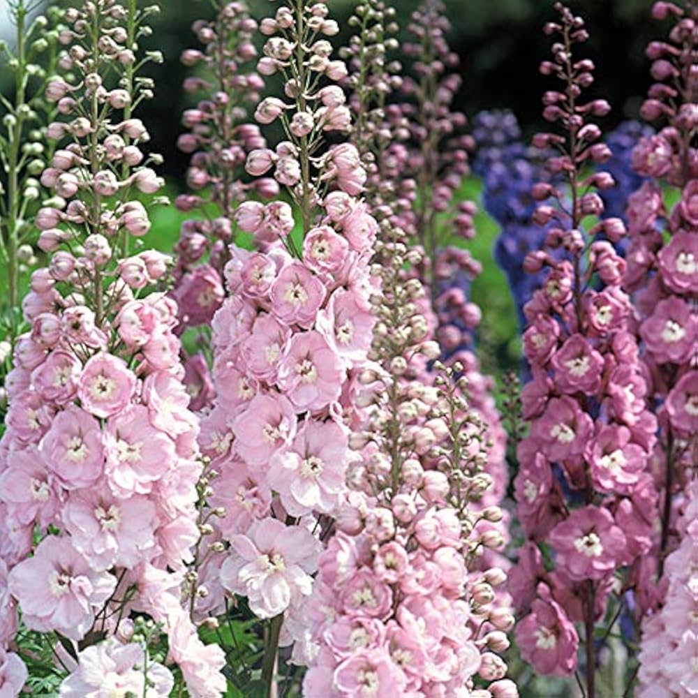 pink pink flower seeds