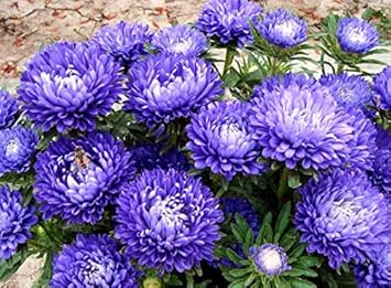 Blue White Aster Flower Seeds for Planting – Heirloom, Non-GMO, High G –  Neeraseeds