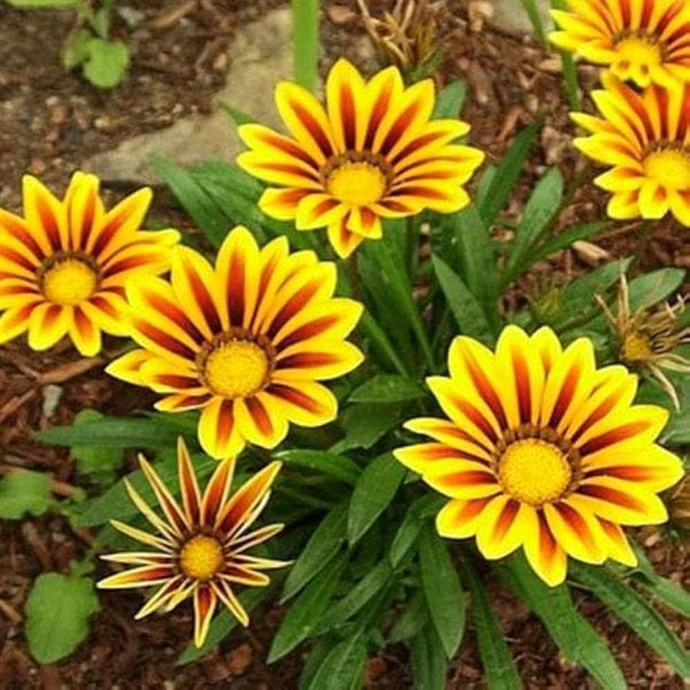 treasure flower flower seeds