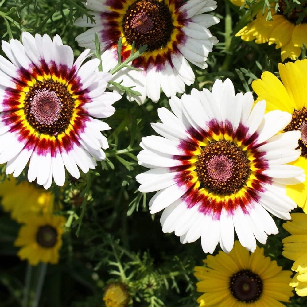 white chrysanthemum flower seeds