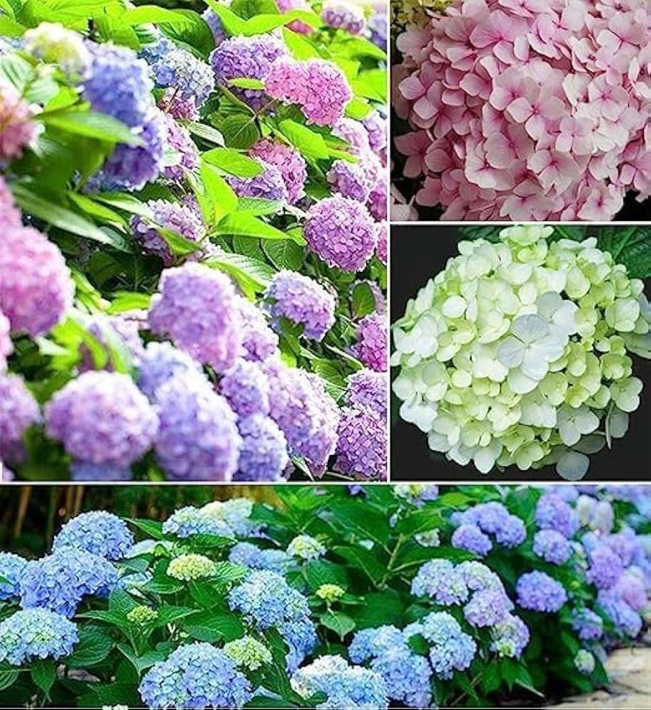 hydrangea mixed flower seeds