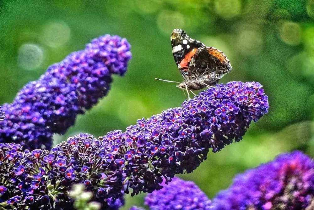 Purple Buddleja Plant Seeds for Planting - 100 pcs