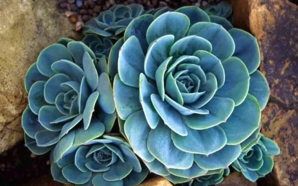 Sky Blue Ornamental Plant Seeds