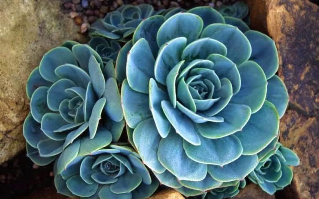 blue sky flower seeds