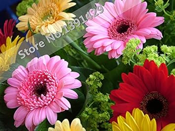 Flower Seeds, Seeds for Planting, Plant Seeds
