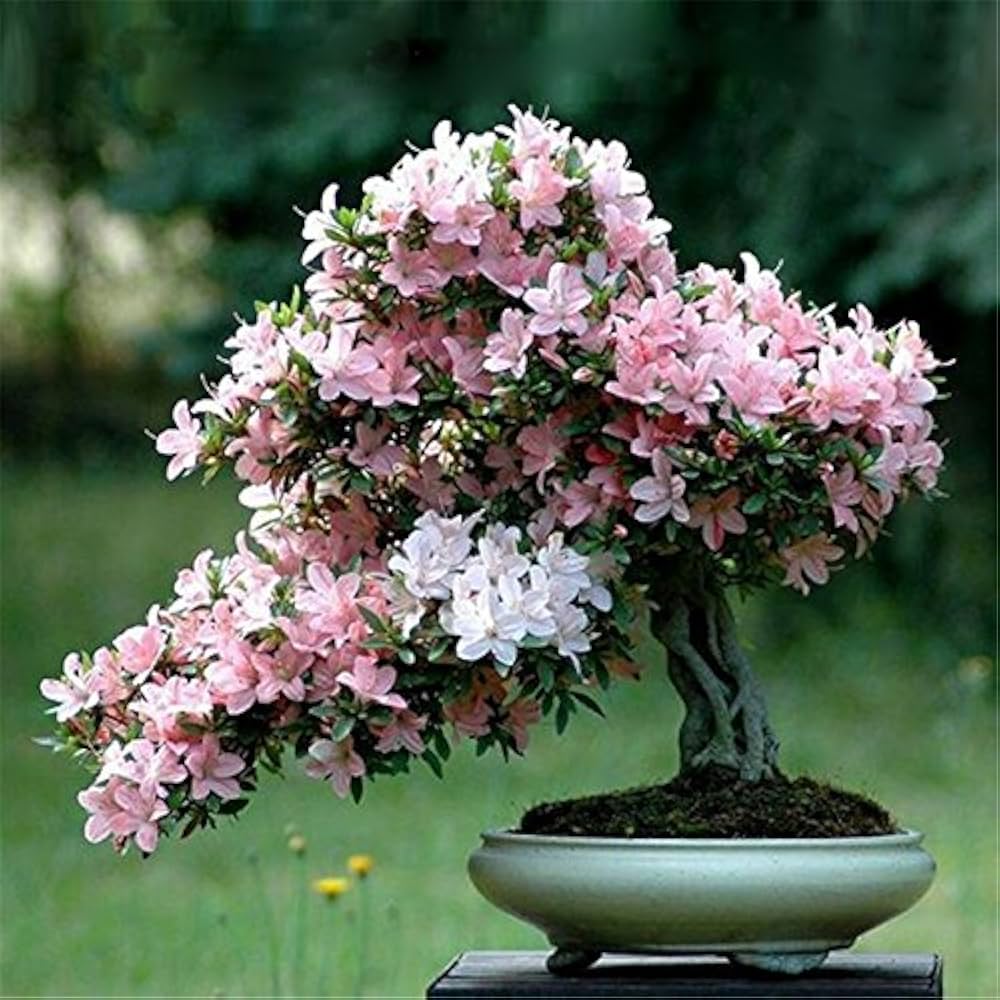 bonsai flower flower seeds