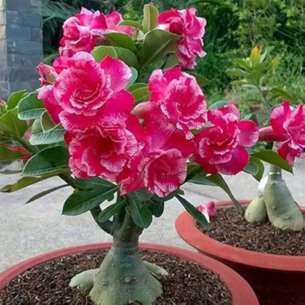 pink desert flower seeds
