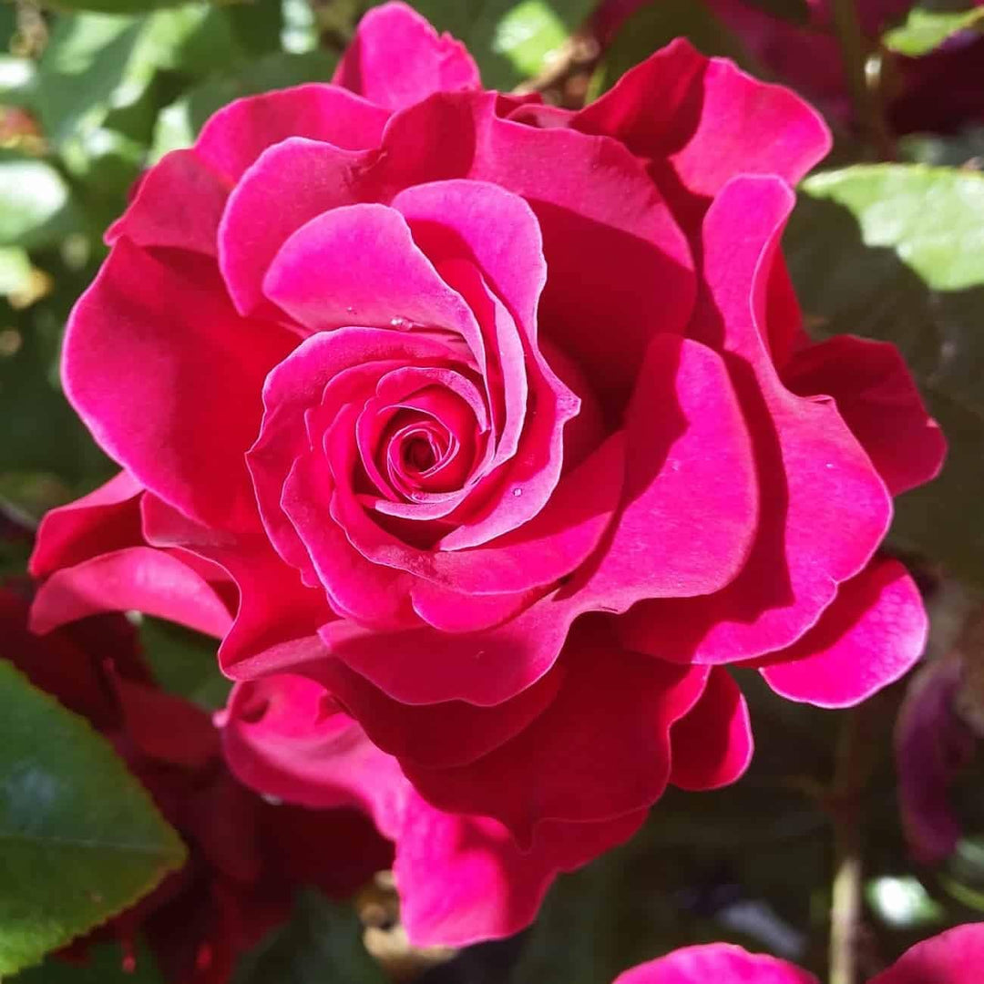 Flower Seeds, Seeds for Planting, Plant Seeds