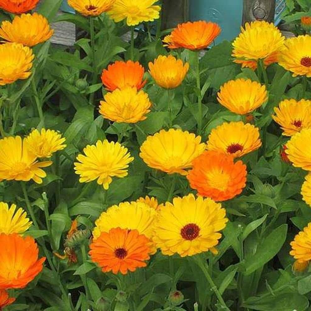 pacific beauty flower seeds