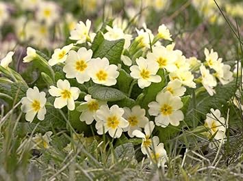 Flower Seeds, Seeds for Planting, Plant Seeds