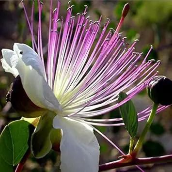 white pink flower seeds