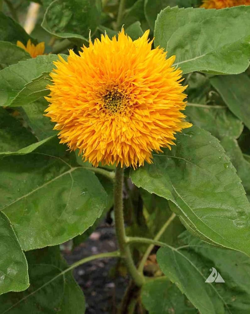 gold sunflower flower seeds