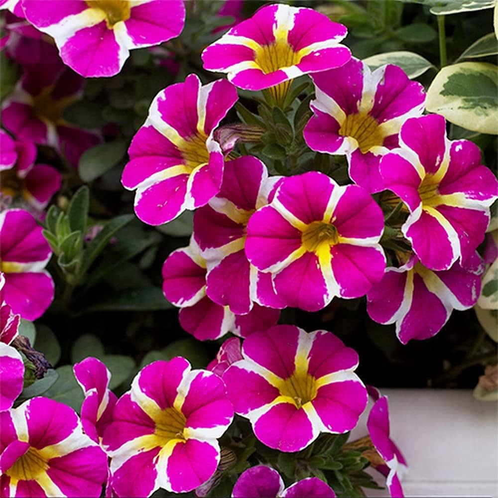 yellow petunia flower seeds