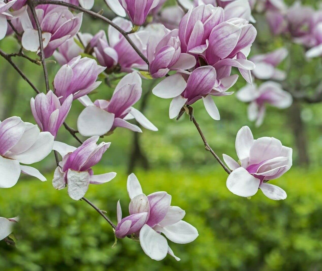soulangeana flower flower seeds