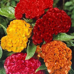 cockscomb celosia flower seeds