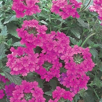 Flower Seeds, Seeds for Planting, Plant Seeds