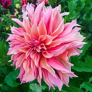 dahlia swan flower seeds