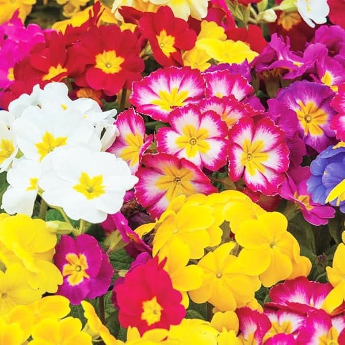 rainbow primrose flower seeds