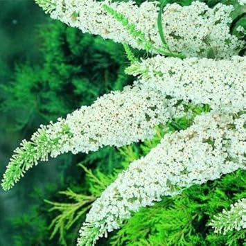 Flower Seeds, Seeds for Planting, Plant Seeds