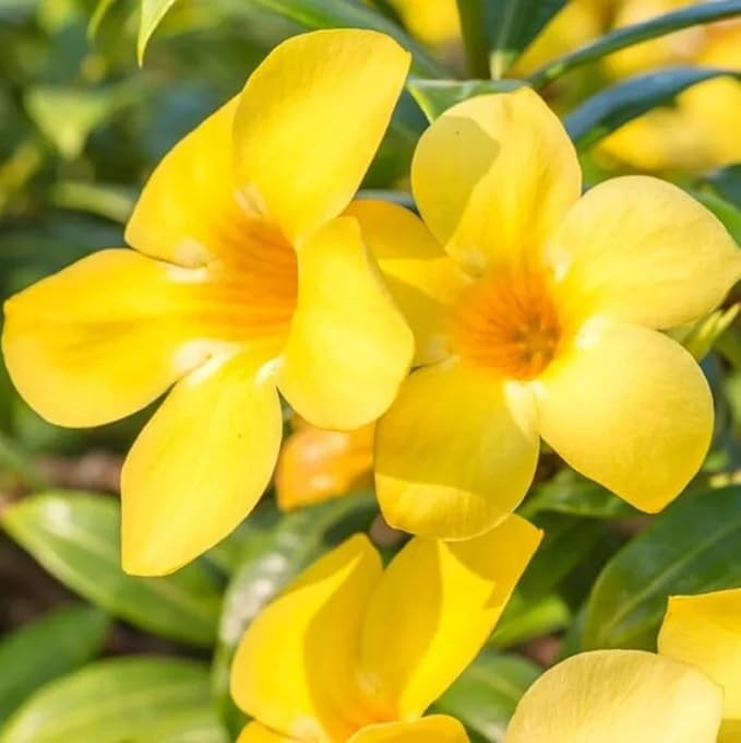 Yellow Allamanda Flower Seeds for Planting, 100 pcs