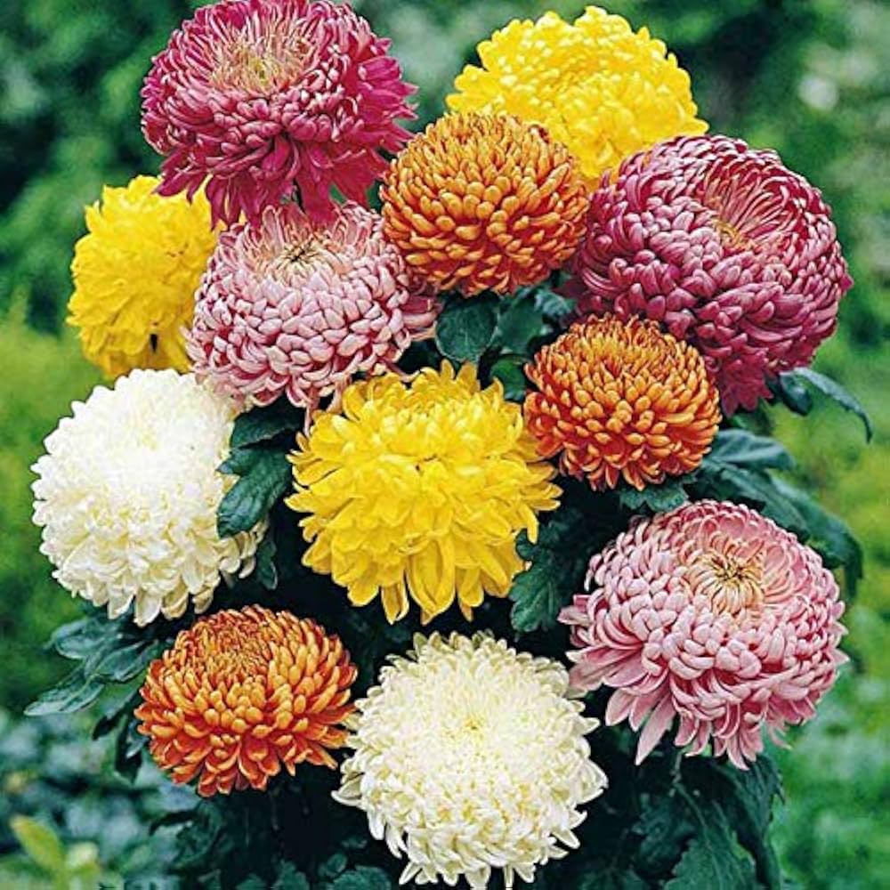 mixed xeranthemum flower seeds