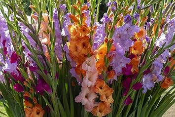 Flower Seeds, Seeds for Planting, Plant Seeds