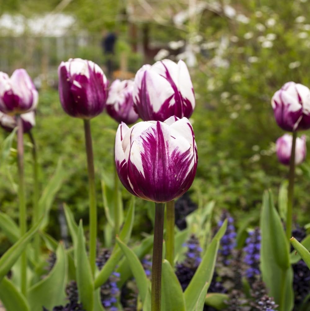 Tulip Flower Seeds White Purple for Planting, 100 pcs