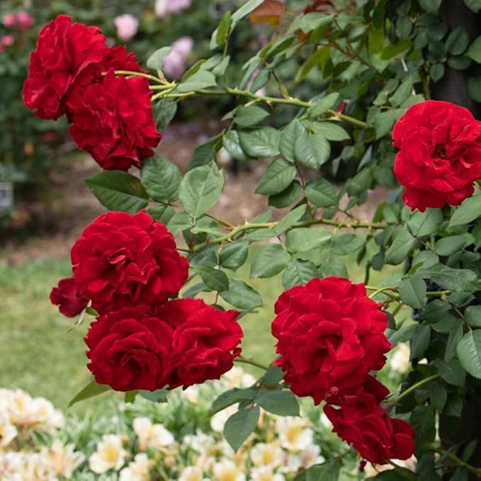 Red Climbing Rose Flower Seeds for Planting – Heirloom, Non-GMO, High Germination Organic Garden Seeds