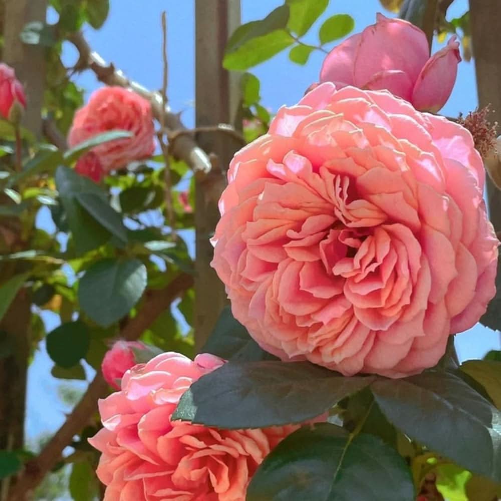 pink rose flower seeds