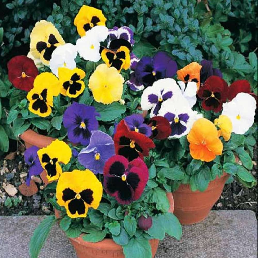 pansy swiss flower seeds