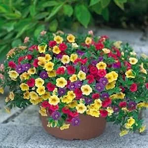 petunia hybrida flower seeds