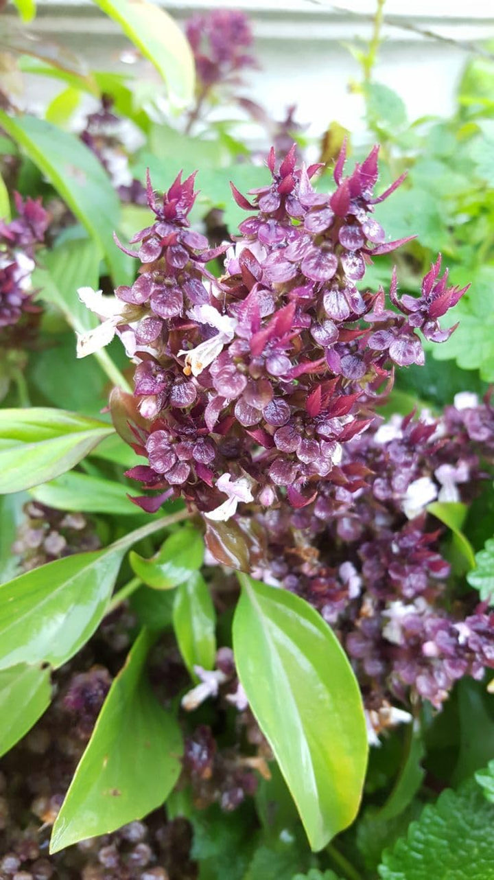 Flower Seeds, Seeds for Planting, Plant Seeds