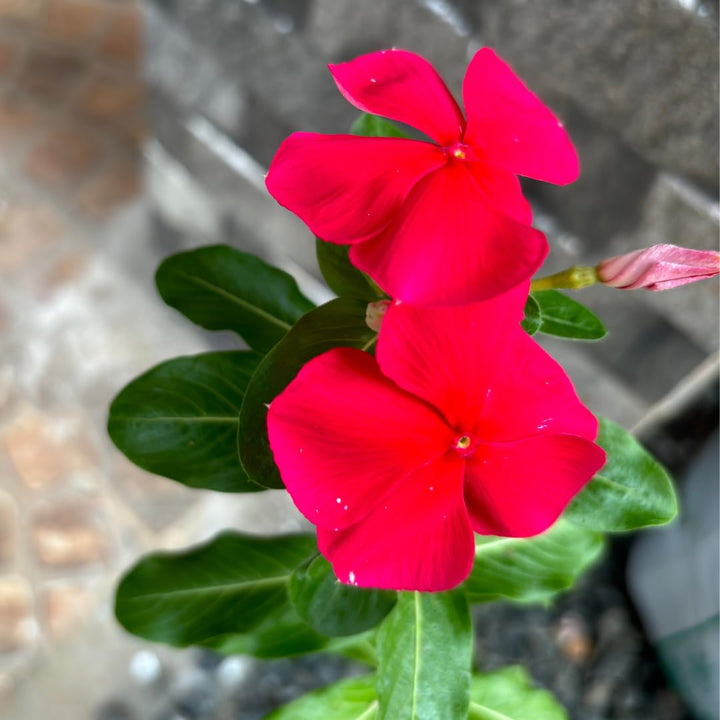 Periwinkle Vinca Røde Blomsterfrø til Plantning 100 stk