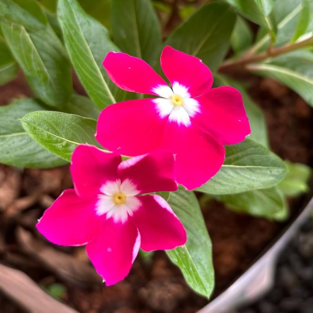 Dark Pink Vinca Flower Seeds for Planting 100 pcs