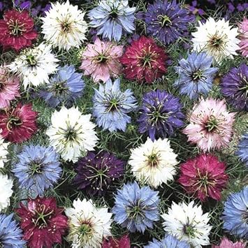 organic nigella flower seeds