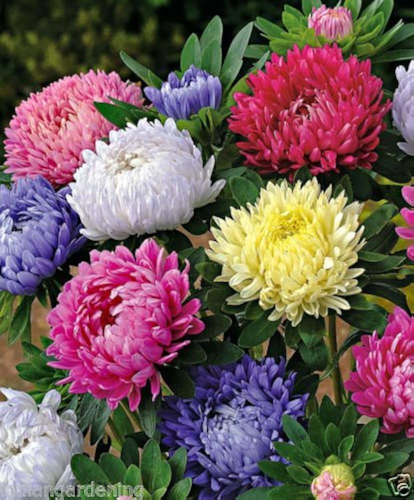 aster symphyotrichum flower seeds