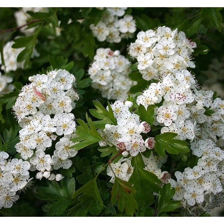 White Hawthorn Crataegus Monogyna Flower Seeds for Planting 100 pcs