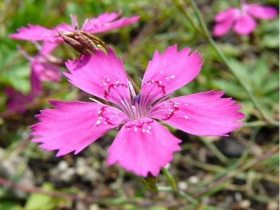 pink dianthus flower seeds