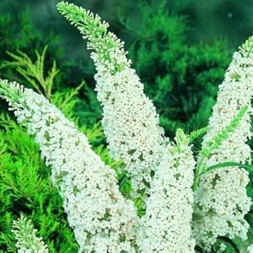 Flower Seeds, Seeds for Planting, Plant Seeds
