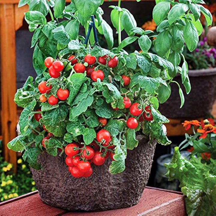 Dwarf Red Robin Tomato Vegetable Seeds for Planting,Heirloom Non-GMO seeds