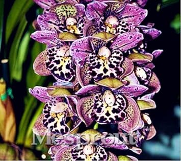 mixed cymbidium flower seeds