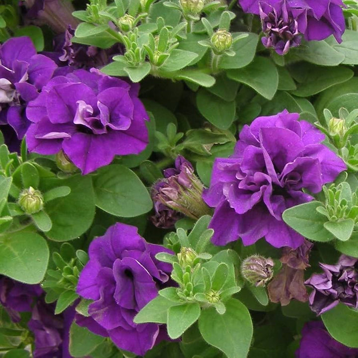 Fresh Double Petunia Seeds for Planting, Blue 100 pcs