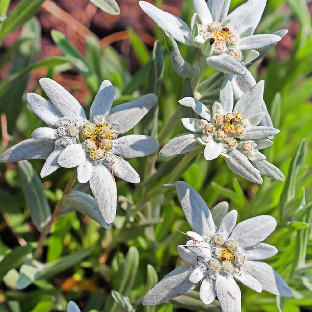 green white flower seeds