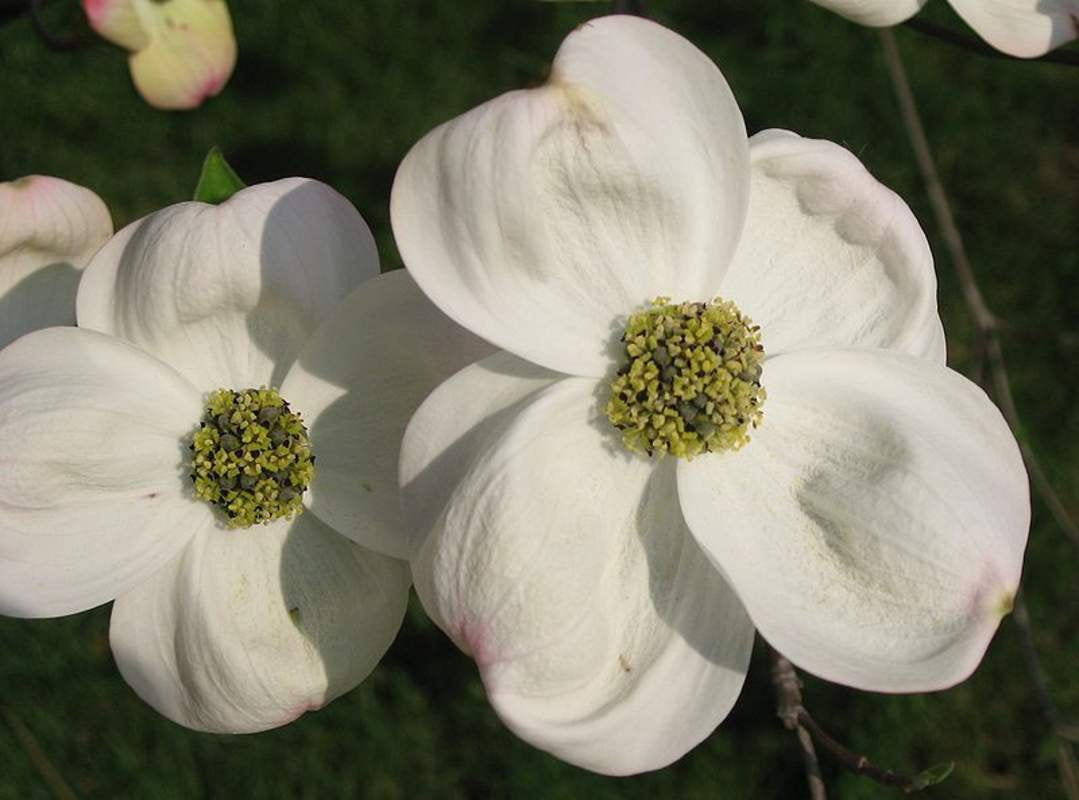 Cornus Flower Seeds for Planting - 100 pcs