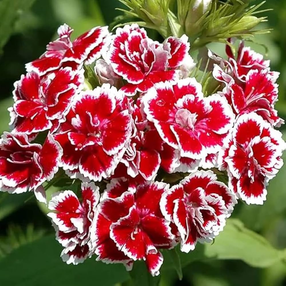 Dianthus Red White Flower Seeds for Planting - 100 pcs